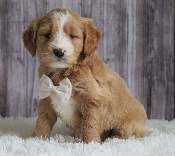 Mini Goldendoodle For Sale Sugarcreek, OH Female- Skye