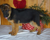 AKC Registered German Shepherd For Sale Millersburg, OH Female- Sophie
