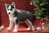Siberian Husky For Sale Holmesville, OH Male - Timber