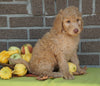 F1B Labradoodle For Sale Millersburg, OH Female- Tootsy
