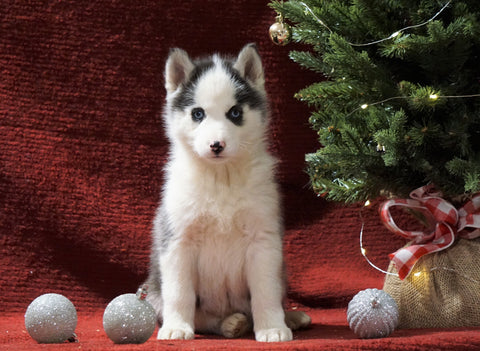 Siberian Husky For Sale Holmesville, OH Female - Snowflake