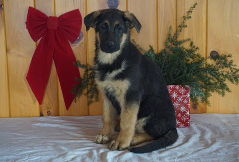 AKC Registered German Shepherd For Sale Millersburg, OH Female- Krista