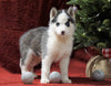 Siberian Husky For Sale Holmesville, OH Female - Snowflake
