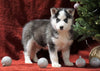 Siberian Husky For Sale Holmesville, OH Female - Hope