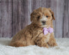 Mini Goldendoodle For Sale Sugarcreek, OH Female- Bella