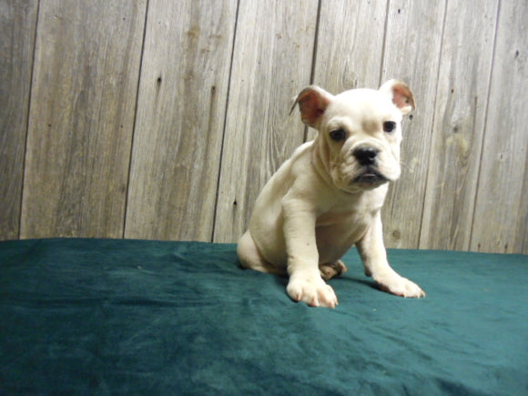 AKC Registered English Bulldog White Fresno Ohio Female Sheila