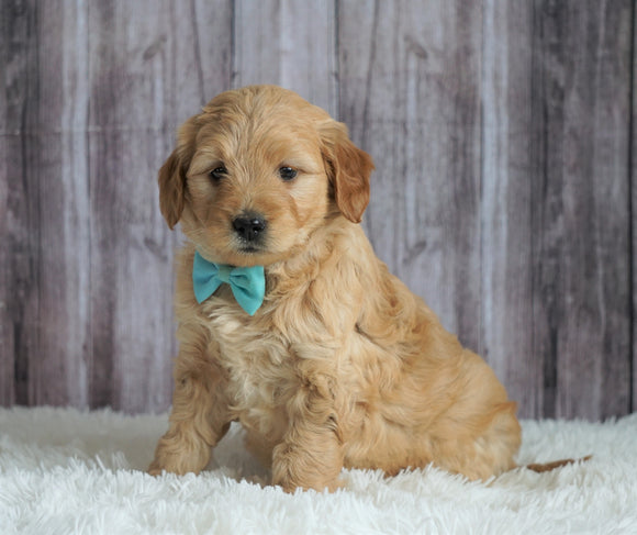 Mini Goldendoodle For Sale Sugarcreek, OH Female- Lola