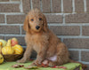 F1B Labradoodle For Sale Millersburg, OH Female- Tulip
