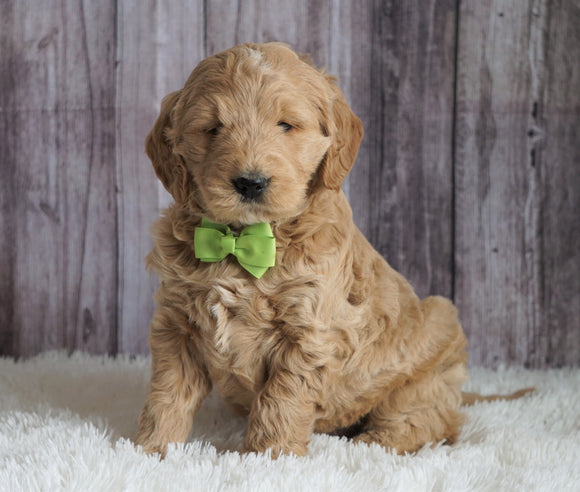 Mini Goldendoodle For Sale Sugarcreek, OH Male- Chase