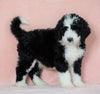 Standard Bernedoodle For Sale Baltic OH Male - Chief