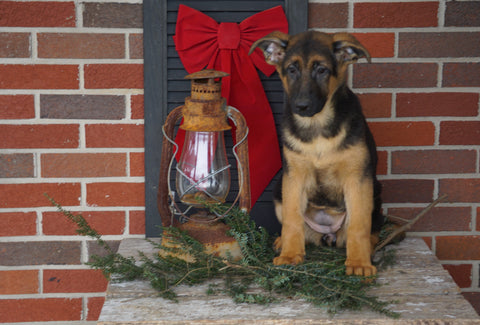 AKC Registered German Shepherd For Sale Millersburg, OH Female- Heather