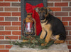 AKC Registered German Shepherd For Sale Millersburg, OH Female- Heather