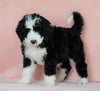 Standard Bernedoodle For Sale Baltic OH Male - Chief