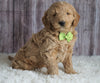 Mini Goldendoodle For Sale Sugarcreek, OH Male- Chase