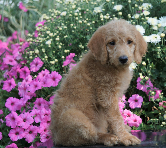 F1B Labradoodle For Sale Millersburg, OH Female- Tulip