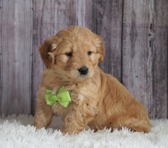 Mini Goldendoodle For Sale Sugarcreek, OH Male- Marshall