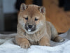 AKC Shiba Inu For Sale Millersburg, OH Male - Donner