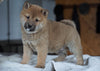 AKC Shiba Inu For Sale Millersburg, OH Male - Donner