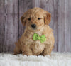Mini Goldendoodle For Sale Sugarcreek, OH Male- Marshall