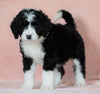 Standard Bernedoodle For Sale Baltic OH Female - Bailey