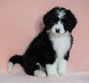 Standard Bernedoodle For Sale Baltic OH Female - Bailey