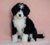 Standard Bernedoodle For Sale Baltic OH Female - Bailey