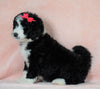 Standard Bernedoodle For Sale Baltic OH Female - Heidi