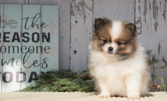 ACA Registered Pomeranian For Sale Millersburg, OH Female- Rosie