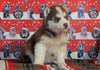 Siberian Husky For Sale Fredericksburg, OH Male - Doby