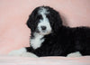 Standard Bernedoodle For Sale Baltic OH Female - Heidi