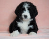 Standard Bernedoodle For Sale Baltic OH Female - Heidi