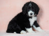 Standard Bernedoodle For Sale Baltic OH Male - Midnight