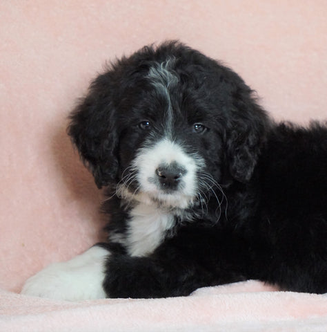 Standard Bernedoodle For Sale Baltic OH Male - Midnight
