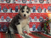 Siberian Husky For Sale Fredericksburg, OH Female - Darla