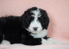 Standard Bernedoodle For Sale Baltic OH Male - Danny