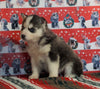 Siberian Husky For Sale Fredericksburg, OH Female - Darla