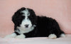 Standard Bernedoodle For Sale Baltic OH Male - Danny
