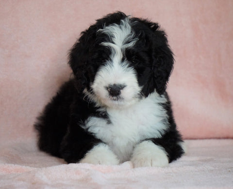 Standard Bernedoodle For Sale Baltic OH Male - Danny