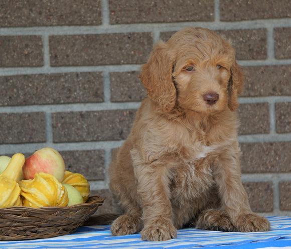 F1B Labradoodle For Sale Millersburg, OH Male- Teddy