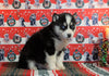Siberian Husky For Sale Fredericksburg, OH Female - Daisy