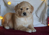 AKC Registered Golden Retriever For Sale Holmesville, OH Female - Princess