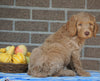 F1B Labradoodle For Sale Millersburg, OH Male- Teddy