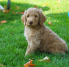 F1B Labradoodle For Sale Millersburg, OH Male- Teddy