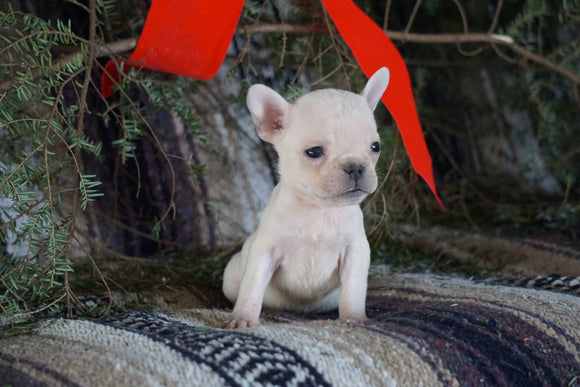 AKC Registered French Bulldog For Sale Millersburg, OH Female- Tiny