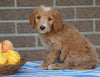F1B Labradoodle For Sale Millersburg, OH Male- Tippy
