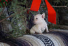 AKC Registered French Bulldog For Sale Millersburg, OH Female- Tiny