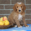 F1B Labradoodle For Sale Millersburg, OH Male- Tippy