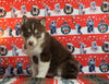 Siberian Husky For Sale Fredericksburg, OH Male - Diesel