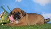 English Bulldog/Puggle For Sale Sugarcreek, OH Female - Allie