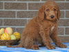 F1B Labradoodle For Sale Millersburg, OH Male- Tyler